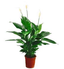 Peace Lily Flower Indoor Plant In Pot
