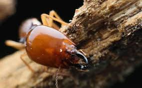 Ultimate Guide To Spotting Termite Damage