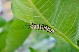 milkweed and monarchs heaps peak