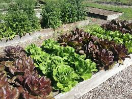 how to harvest lettuce kellogg garden