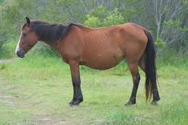 The state's park service manages another group of about 100 horses on the southern tip of the island chain, puckett said, and an additional 50 or so are privately managed. Datei Wild Horses Of The Outer Banks Jpg Wikipedia