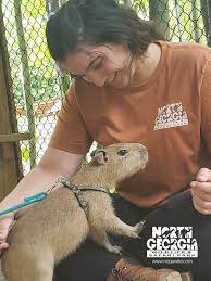 Capybara peru