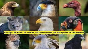hawk type of vulture type of kite