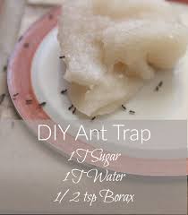 diy ant trap and pesticide powder it