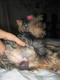 She is the smallest yorkie we have ever had! Whelping Yorkshire Terrier Having Puppies And Mommy Mya