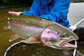 rainbow trout fishing lodges