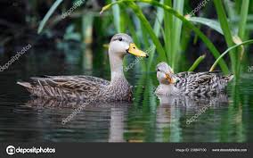 Pair Mottled Duck Anas Fulvigula Florida River Stock Photo