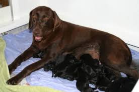 Find chocolate labs young and old, plus a few yellow labs and black labs mixed in. Only 55 Other People Had Their Son S Genetic Condition They Set Out To Find A Cure Narratives Tampa Bay Times