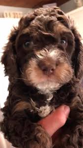 Have some cockapoo pups both girls they are good with kids and other pets too and. All Star Breeders Of Cockapoos Home Facebook