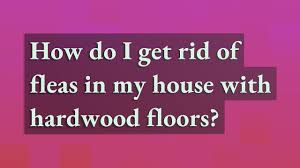 fleas in my house with hardwood floors