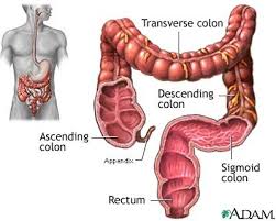 gi anatomy large intestine flashcards