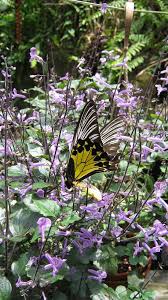 The park houses exotic butterflies and plants. Kuala Lumpur Butterfly Park Kuala Lumpur Butterfly Park Is A Large Public Butterfly Zoo In Kuala Kuala Lumpur Attractions Butterfly Park Malaysia Travel