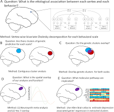 Whole Cortex Mapping Of Common Genetic Influences On