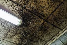 staying in a house with black mold