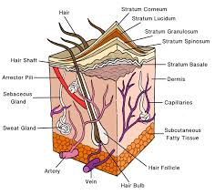 The Integumentary System Ck 12 Foundation