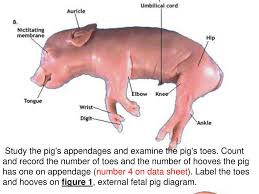 Pig Diagram Label Catalogue Of Schemas
