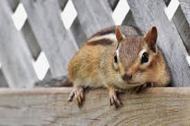 How To Get Rid Of Chipmunks In Walls