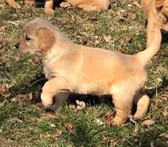 Lab puppies, golden retriever puppies, lab pups, golden retriever at sievers kennels we pride ourselves in breeding only labrador and golden retrievers with the best health, temperament and trainability. Golden Retriever Dogs For Sale Or Adoption Offered In Lockwood Mo Claz Org