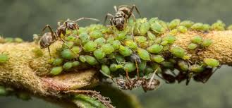 prevent ants in landscaping okil