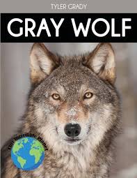 gray wolf fascinating facts