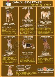 Dogs Are Daily Need Excercise Bases On Age Dogs Breed Size