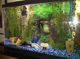 a background for your freshwater tank