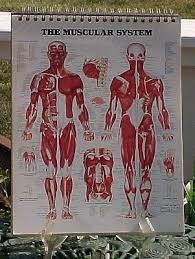 Anatomical Chart Series Complete Collection Of Classic