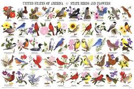 Laminated State Birds And Flowers Educational Chart Poster