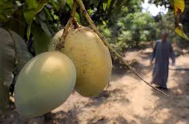 in malawi the battle to save mangoes
