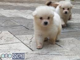 miniature pomeranian puppies