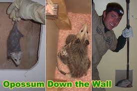 opossum possum in the wall