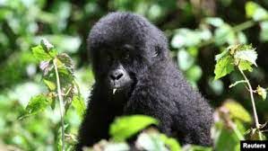 Africa's Biggest Gorilla in Critical Decline, Activists Say