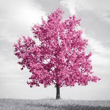 abstract lonely tree with amzing pink