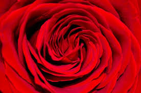 beautiful red rose love flower photos