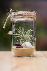 air plant garden jar terrarium handmade