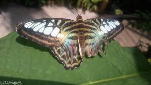 erfly garden at the florida museum