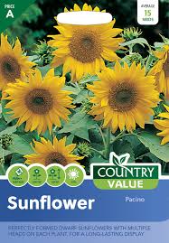 Place the pot into the ground and cover with a mix of good soil, plus the native soil in your garden. Plants Seeds Bulbs Giant Sunflower Seeds By Kazco 15 Seeds Per Pack Free Uk Delivery Edible Seeds Seeds Bulbs
