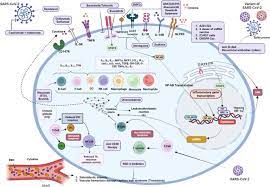 Cell Communication and Signaling - BioMed Central gambar png