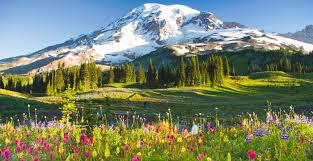 Bildergebnis für Mount  Rainier with beautiful flowers in September