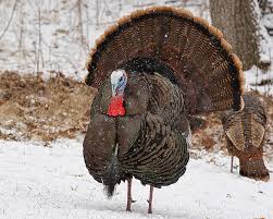 Frozen Turkey Thawing Facts