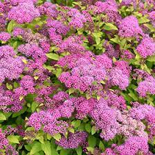 magic carpet spirea spiraea x alda