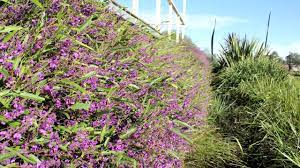 Sturt's desert rose was picked as the floral emblem of the northern territory in 1961. Meema Hardenbergia A Purple Flowering Groundcover Plant Ozbreed Native Shrubs Groundcovers Youtube