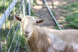 Goat Vaccinations What You Need To Know Weed Em Reap