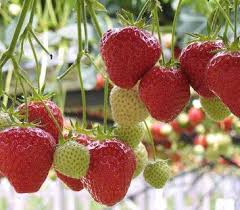 strawberries greenhouse salad crops