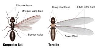 termites in arizona the termite