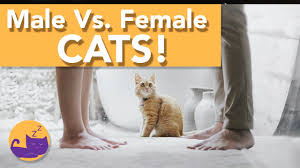 But being in tune with your cat's personality can help you. Male Vs Female Cats The Facts Youtube