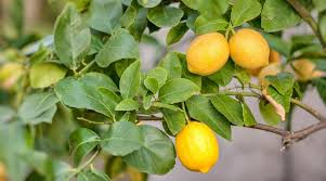 dwarf meyer lemon trees