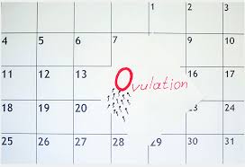 Ovulating More Than Once A Month Is It Normal