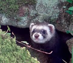 Although they are still used for this purpose today, they are becoming increasingly popular. Https Www Vwt Org Uk Wp Content Uploads 2015 04 Polecat Ferret Leaflet Pdf