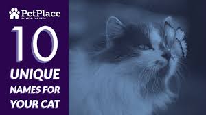 Evolves into major leaguer cat at level 10. 100s Of Unusual Cat Names For 2021 Petplace Com